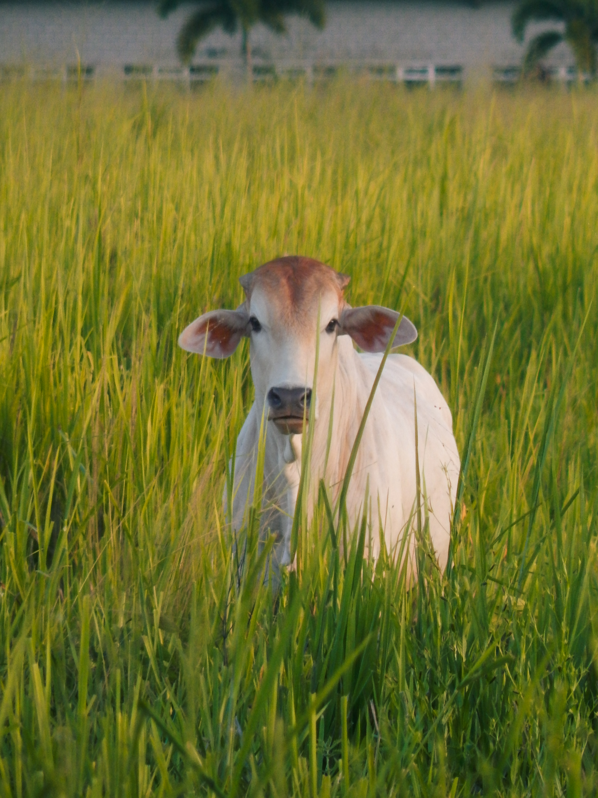 The Return Cover Image